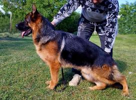 Super young male for sale