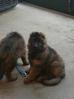 Red Sable Male Puppy for sale