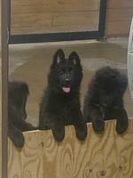 Black Longcoat Male Puppy for Sale