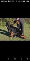 World Class Import Male For Sale