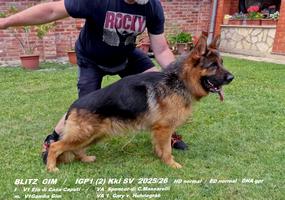 V1/ TOP DOG  IGP1(2) KKl SV (Efo.Spencer, Gary )