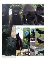 100% DDR.SOLID BLACK(IMPORT)Blutlines Pups