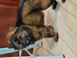 Ddr/czech black sable female puppy