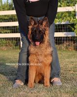 V3 BSZS Sardis von Ghattas daughter for SALE 