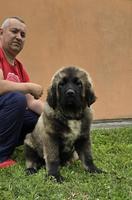 Caucasian shepherd puppies
