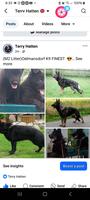 100% SOLID BLACK DDR BLUTLINES PUPS