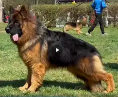 TOP Longhaired young male