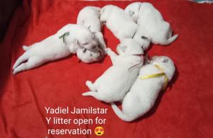 Y LITTER YADIEL OPEN FOR RESERVATION