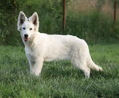 YADIEL DZSEMILSTAR -RED GIRL X LITTER