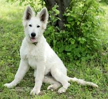 Yadiel Boy available x litter