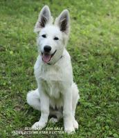 YADIEL DZSEMILSTAR BLUE  BOY  X  LI TTER