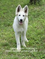 YADIEL DZSEMILSTAR -ORINGE BOY  X LITTER