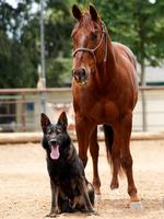 Imported Pedigree Puppies