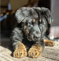 GSD 100% DDR Pups Titled Import Dam