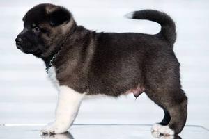 American Akita puppies
