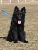 Black male - long hair - 1 year
