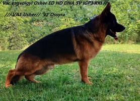Super male for sale