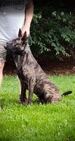 Dutch shepherd male