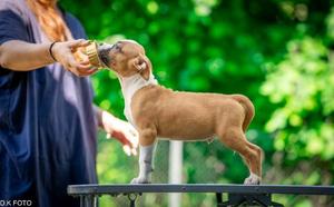 American Staffordshire Terrier puppies