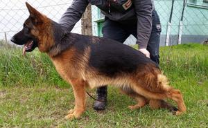 VA1 Mio vom Team Huhnegrab daughter for sale