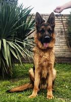 A nice dog for the family.