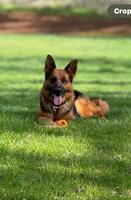 Beautiful Healthy and rich pigmented Puppies