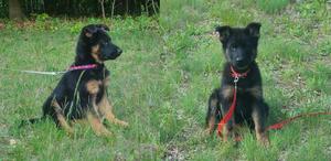 Champion sired females, titled imported parents