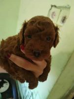 Red toy poodle