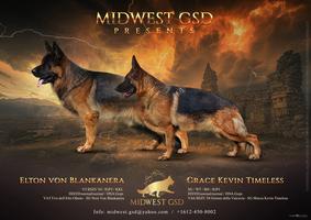 V5 BSZS 2024 Elton Von Blankanera Puppies