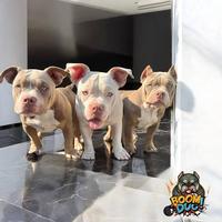 American bully, female puppies