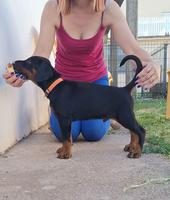 Doberman puppies, two black males