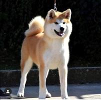 Akita Inu, female Aiko as a gift