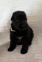 German Shepherd Puppies – Top Working & Showline