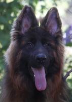 Top longhair male!