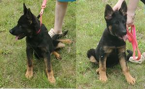 CHAMPION SIRED, TITLED/IMPORT PARENTS