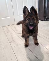 Ddr/czech black sable female puppy