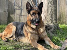 SG IGP1 Female phenomenal temperament