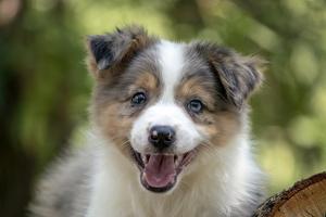 Border collie - Border collie, puppies