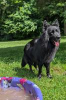 Long Haired Solid Black WGSL Male