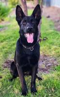 A great all around puppy.