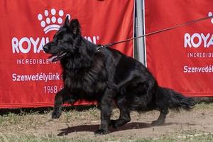 Full black, long coated female for sale!