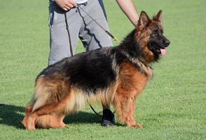Longhair female soon in heat