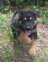 GSD 100% DDR Male Pups