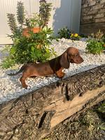 Top quality dachshund short haired puppies