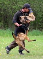 German Shepherd Breeder Wisconsin