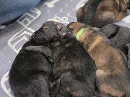 Sniper bohemia atomica Grand puppies