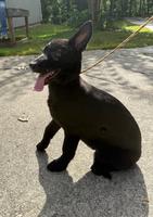 3-5 linebred Vito BLACK FEMALE