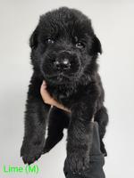 Large Bone Sold Black Puppies Wisconsin