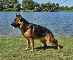 Fully trained GSD male available...