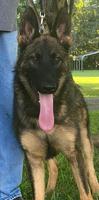 7 Month Old Sable Male For Sale